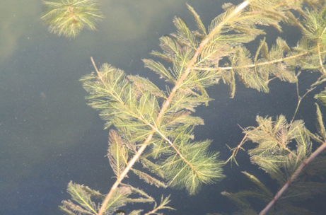 Closeup of a green aquatic invasive plant called eurasian watermilfoil floating in dark green water.