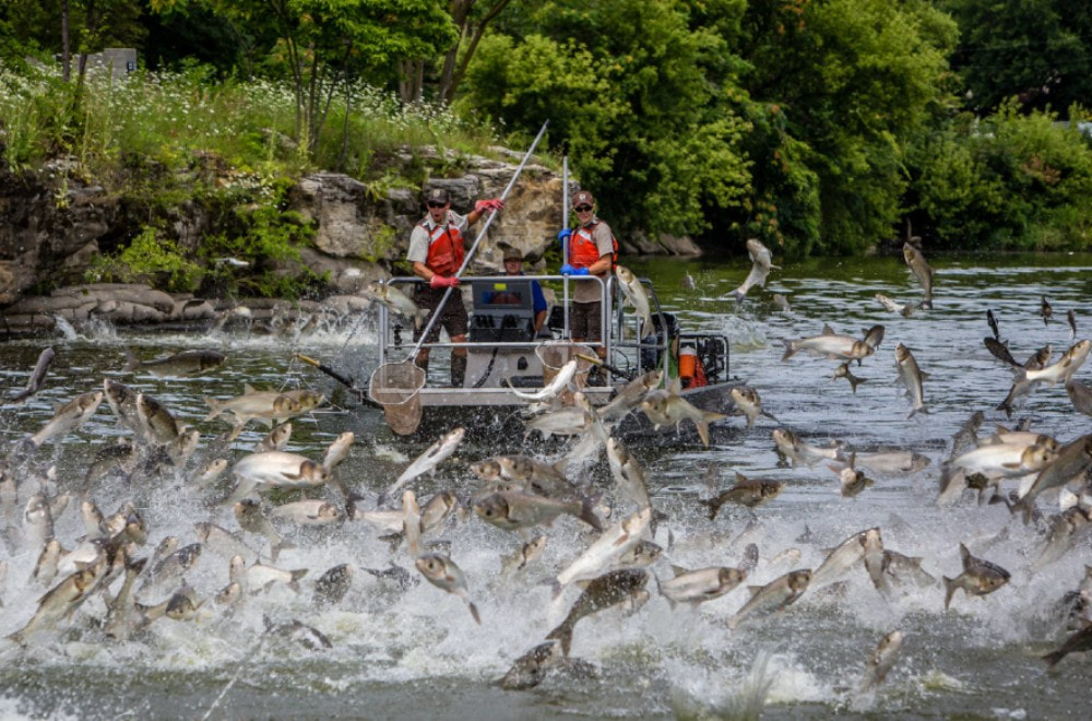 Several wildlife agency officials in orange vests are holding nets in a boat. The boat is on a river and there are around one hundred silver carp fish jumping out of the river around the boat.