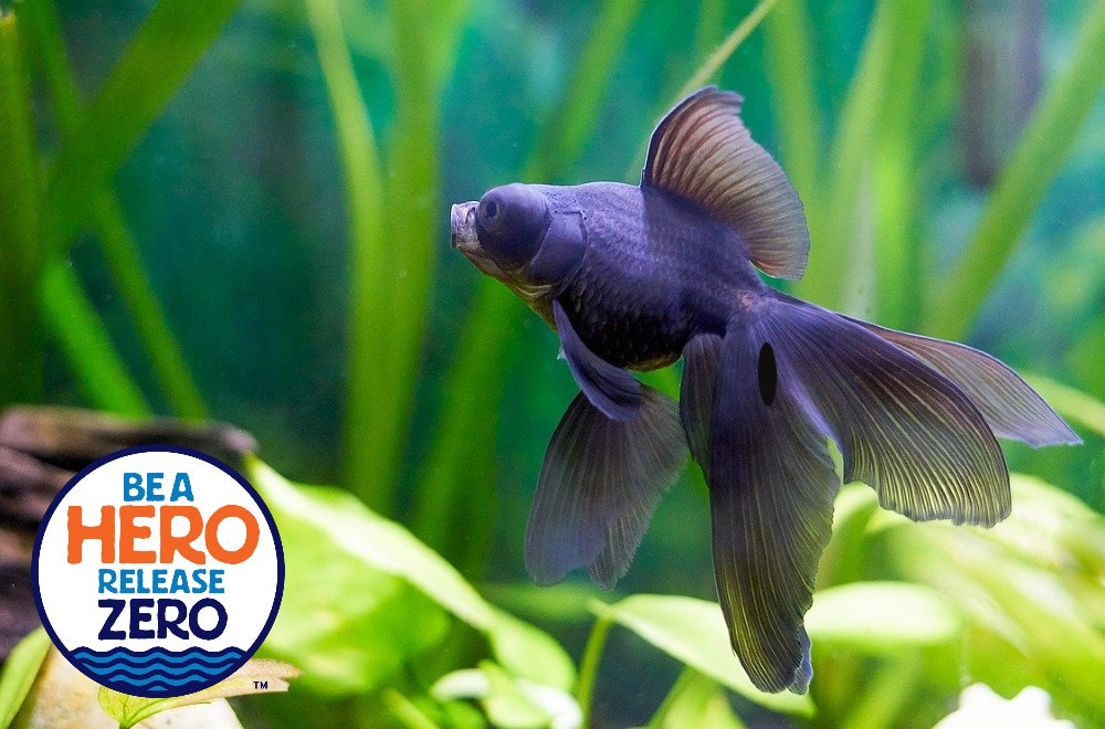 A black goldfish swims in an aquarium with green plants in the background. Superimposed on the bottom left corner is a circular logo with the text 