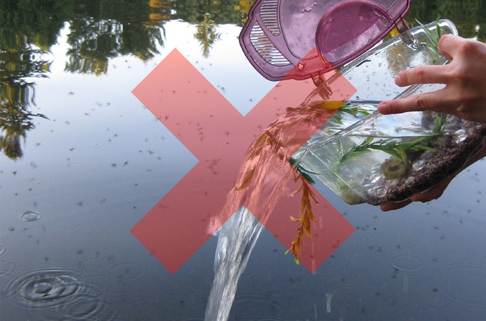 A hand off-screen pours water and plants from a small, plastic aquarium with a purple lid into a pond or lake. There is the reflection of trees on the water, and some small ripples on the surface. There is a red X superimposed over the photo.
