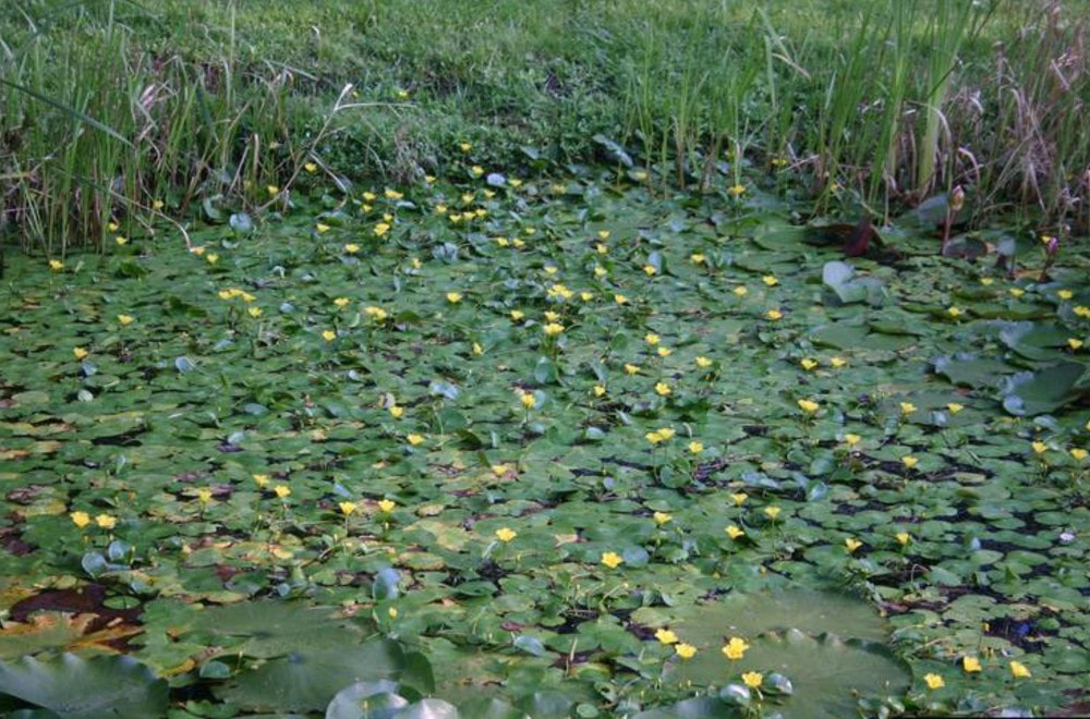 Small waterbody with the surface covered by green floating plants with yellow flowers. There are long and short grasses along the edge of the water.