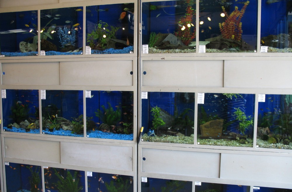 A wall of fish tanks in an aquarium store. The tanks are filled with different colored gravel, plants and fish. There are white labels on the corner of each tank.