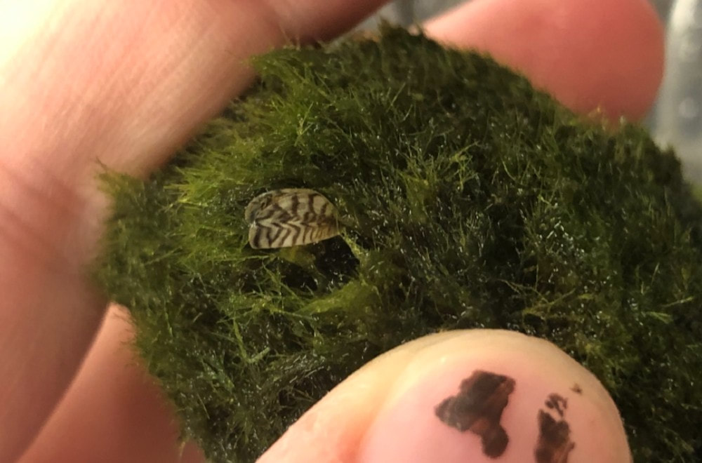 Close-up of a hand holding a moss ball that has a small zebra mussel on the surface of it.