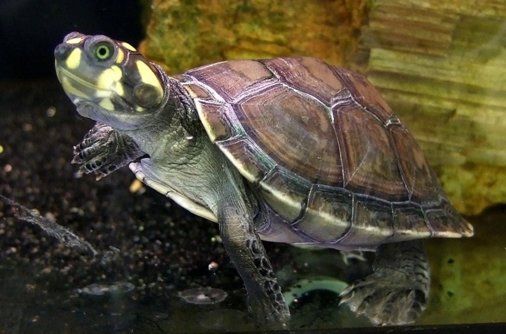 A turtle with a yellow and black spotted head and brown shell swimming.
