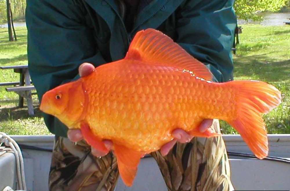 Close-up of somebody holding a large, orange goldfish towards the camera. There is grass and a picnic table behind the person, and they appear to be standing in a boat.