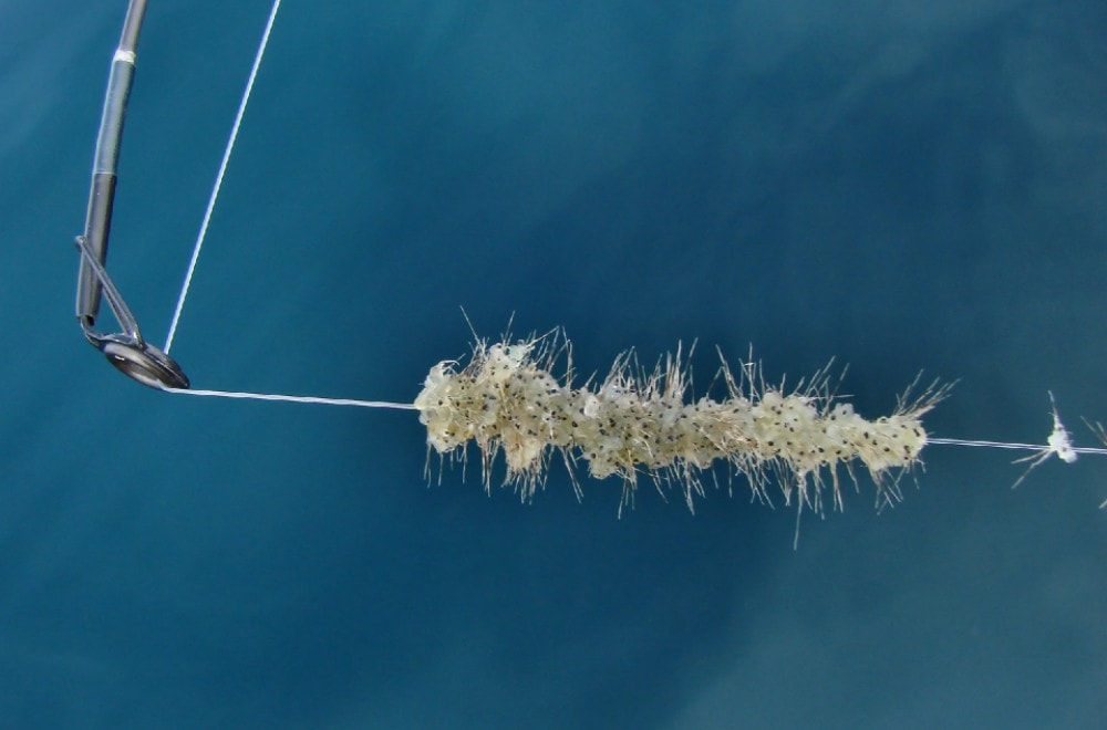 Close-up of the tip of a fishing rod. The fishing line has a clump of a small aquatic invasive crustacean called spiny water-flea. Dark blue water is in the background behind the fishing line.