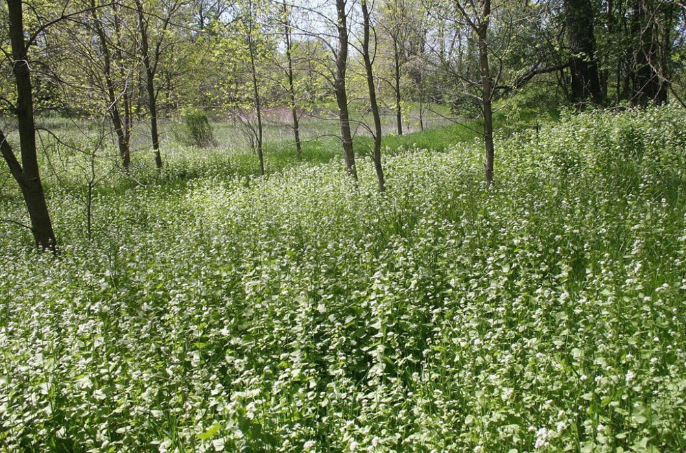 A sparsely wooded forest with the understory filled by an invasive plant called garlic mustard. The plants have white flowers.