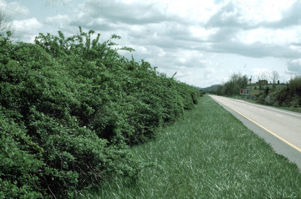 A road is on the right side of the photo, and a dense stand of an invasive plant called multiflora rose is on the left. These plants and the road are separated by a strip of short grass.
