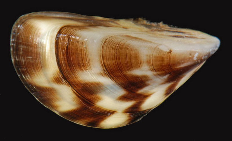 A single zebra mussel on a black background. The mussel has brown and white zigzag stripes on its shell.