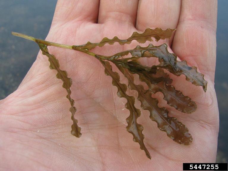 Close-up of a hand holding a sprig of curly-leaf pondweed. The plant leaves are brown and wavy.