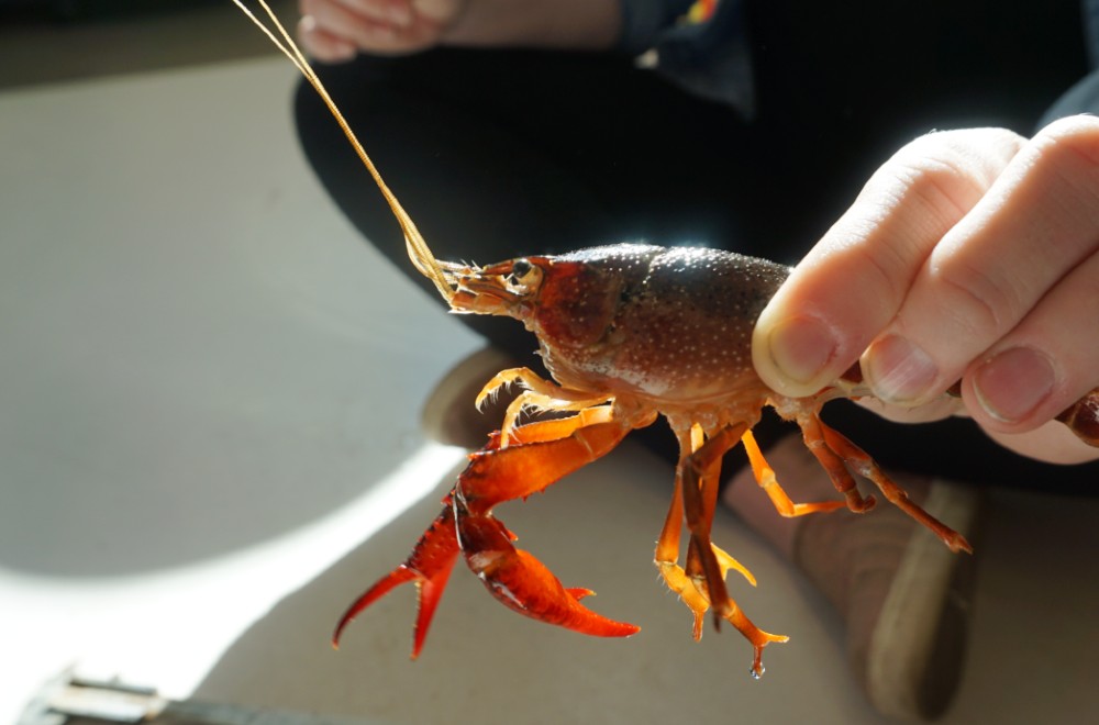 Close-up of a hand holding an invasive red swamp crayfish.