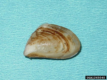 A single quagga mussel on a blue-green background. The mussel has brown stripes on a cream-colored shell.