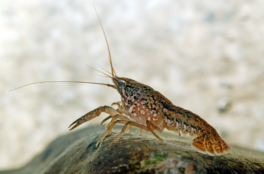 Close-up of a marbled crayfish on a rock in clear, aquarium water. The crayfish is brown with lighter and darker spots.