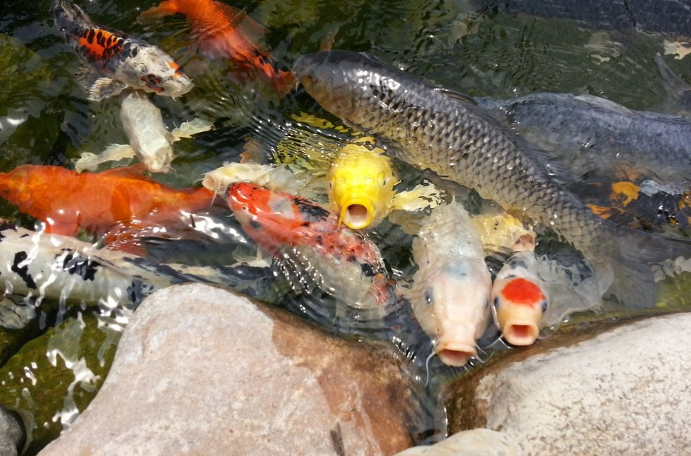 Many koi fish of different colors, including yellow, white, orange, gray, and black swimming in a pond. Several of the fish approach the rocks at the edge of the pond and have their mouths open.