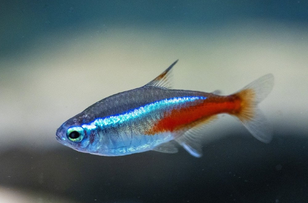 Close-up of a neon tetra fish. The fish is blue with a red stripe along its side.