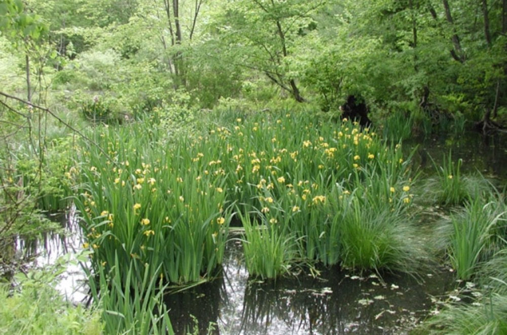 A small pond in the middle of a forested area. The center of the pond is filled with tall green plants with yellow flowers.