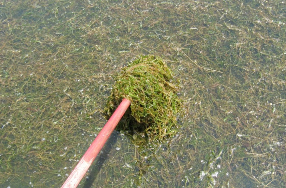 Close-up of a waterbody filled with a green and brown aquatic invasive plant called curly-leaf pondweed. A wooden pole holds up a dense clump of the plant.