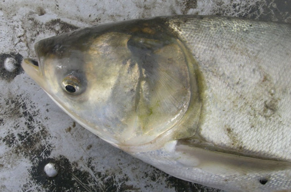 Close-up of the head and top of a silver carp fish. The fish is on a muddy, aluminum surface. 