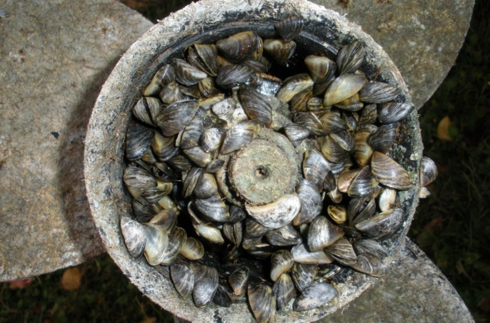 Numerous zebra mussels attached to the center of a motor boat propeller.