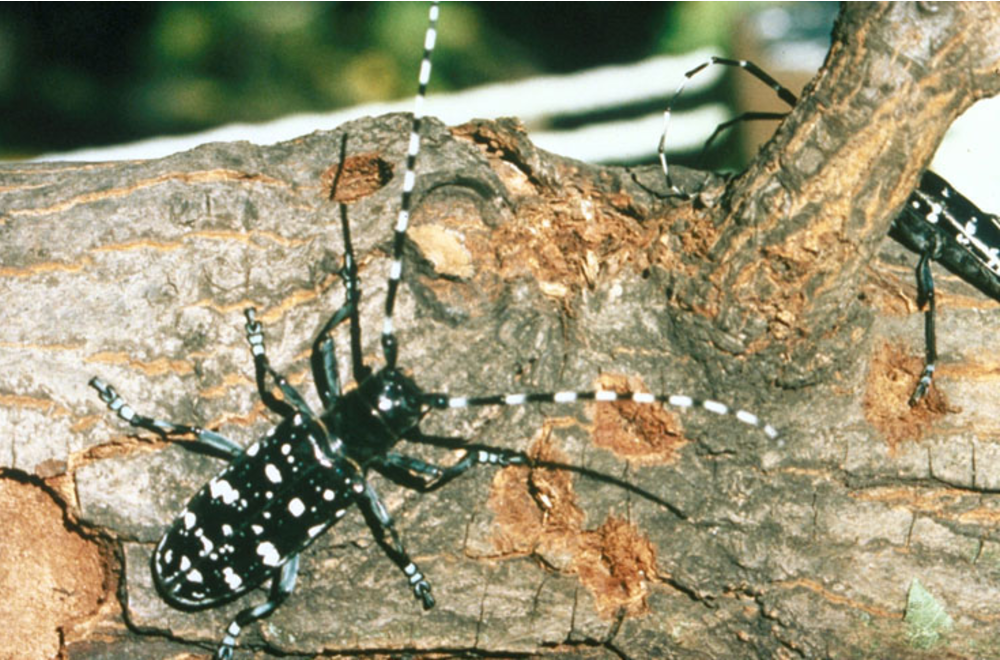 Two black and white beetles are on a piece of firewood.