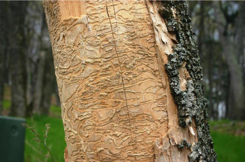Close-up of a tree trunk. A portion of the bark is missing and there are grooves of lines in the bark caused by an invasive insect called an emerald ash borer.