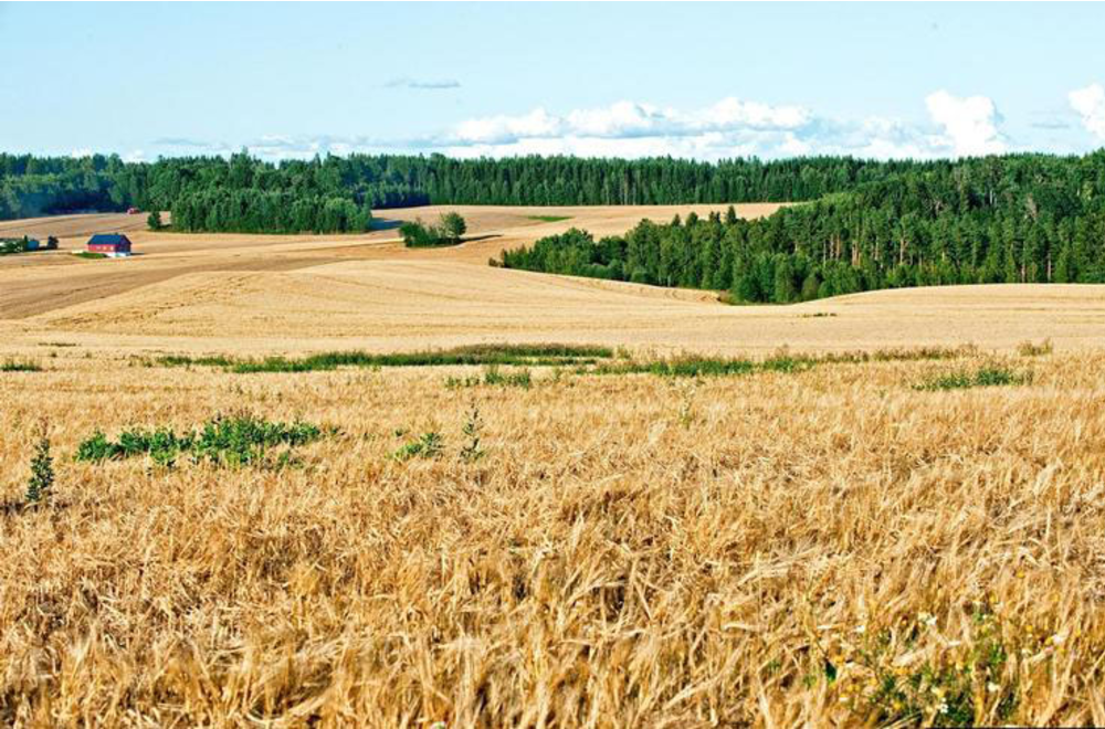A field of short, tan colored crops with some green plants interspersed. There are stands of trees in the background.